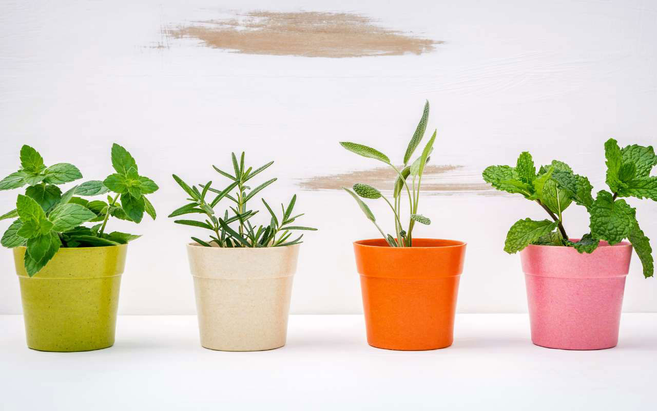 Colorful pots arranged in container gardening style.