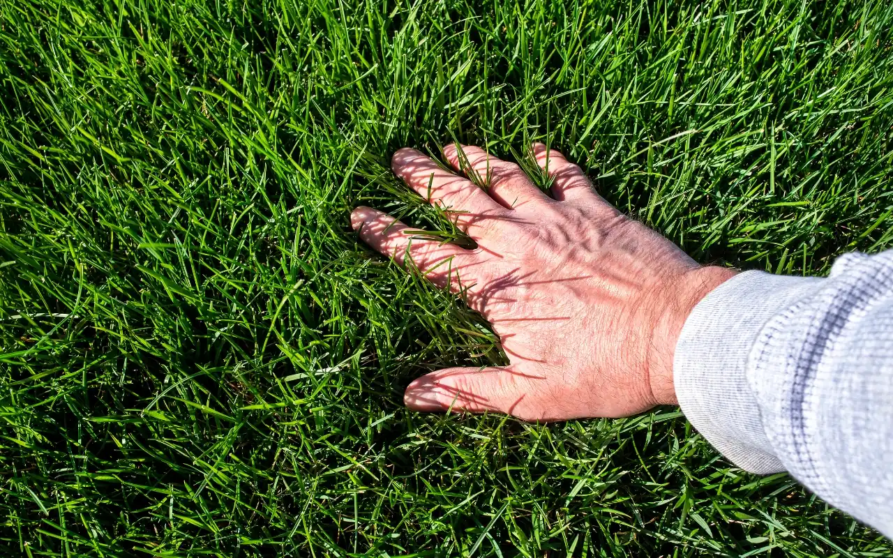 Top eco-friendly tips for greener lawn care