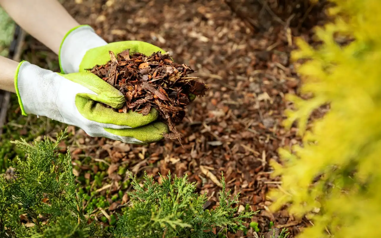 Discover the benefits of mulching for your garden