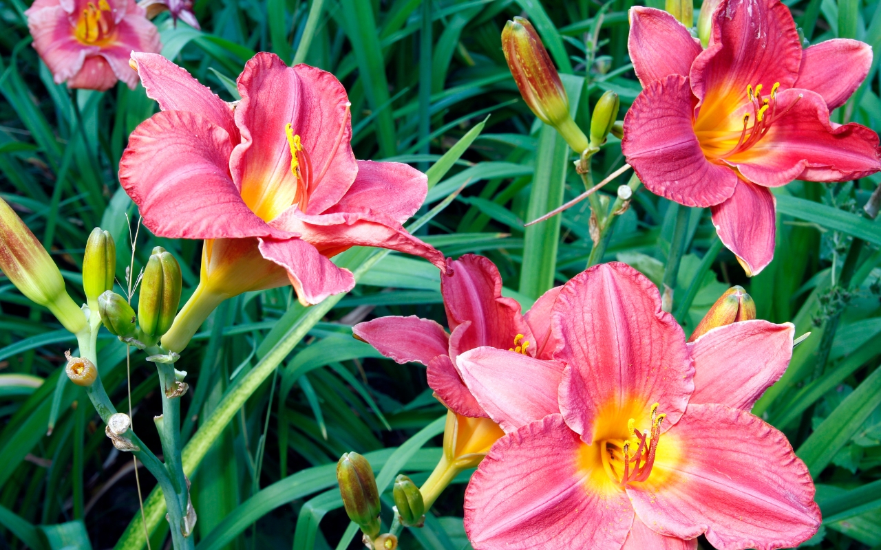 Colorful perennials for a low-maintenance summer garden.