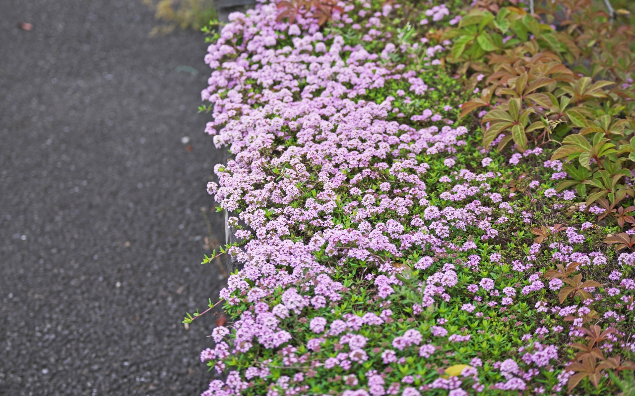 Easy-care ground covers for summer landscaping.