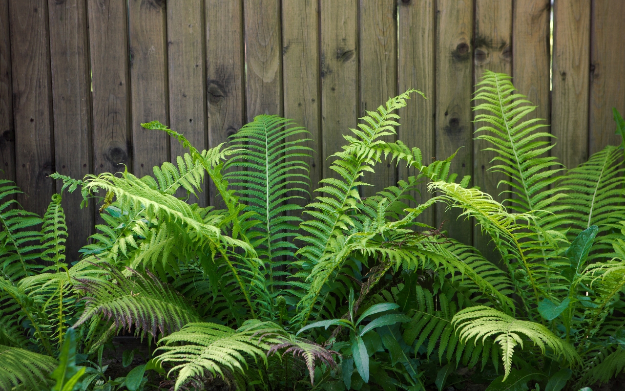 Shade-loving plants thriving in summer garden.