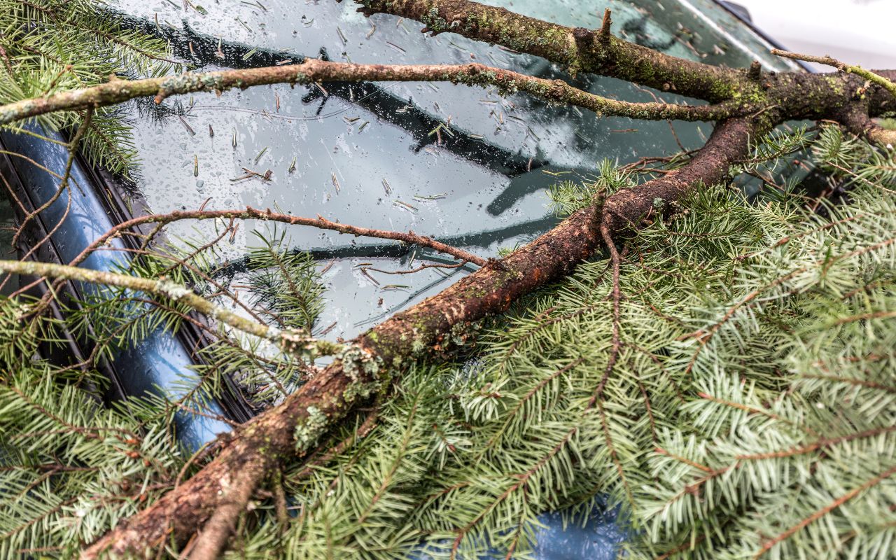 Fallen branch over a car highlighting the need for tree trimming in Kitsap County.