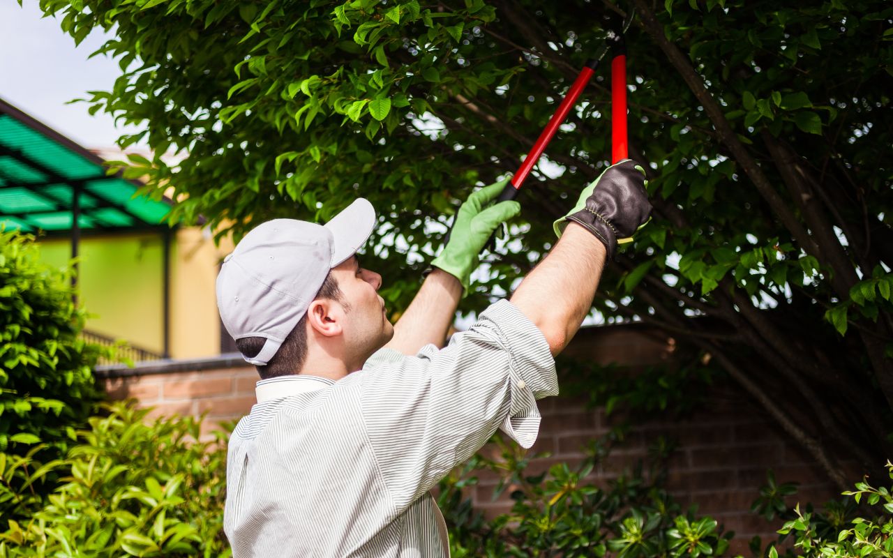 Professional tree trimming in Kitsap County.