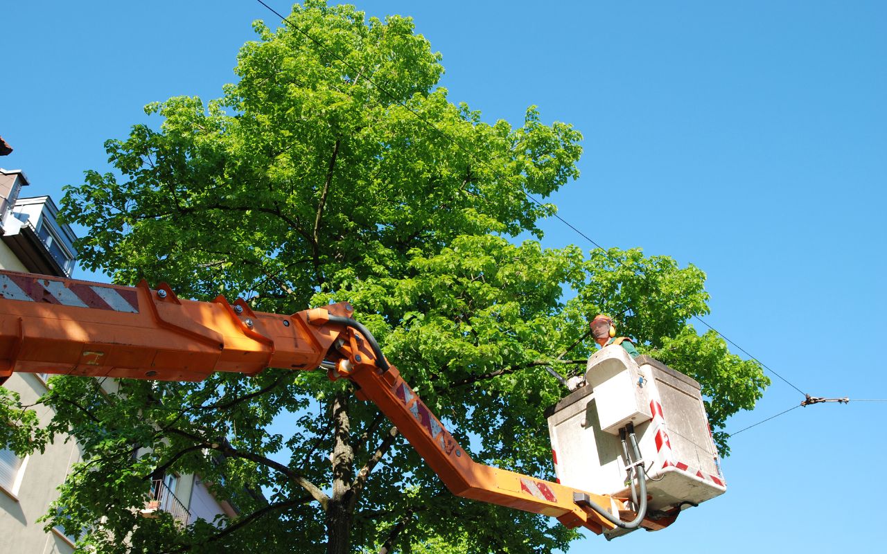 Professional tree trimming in Kitsap County.